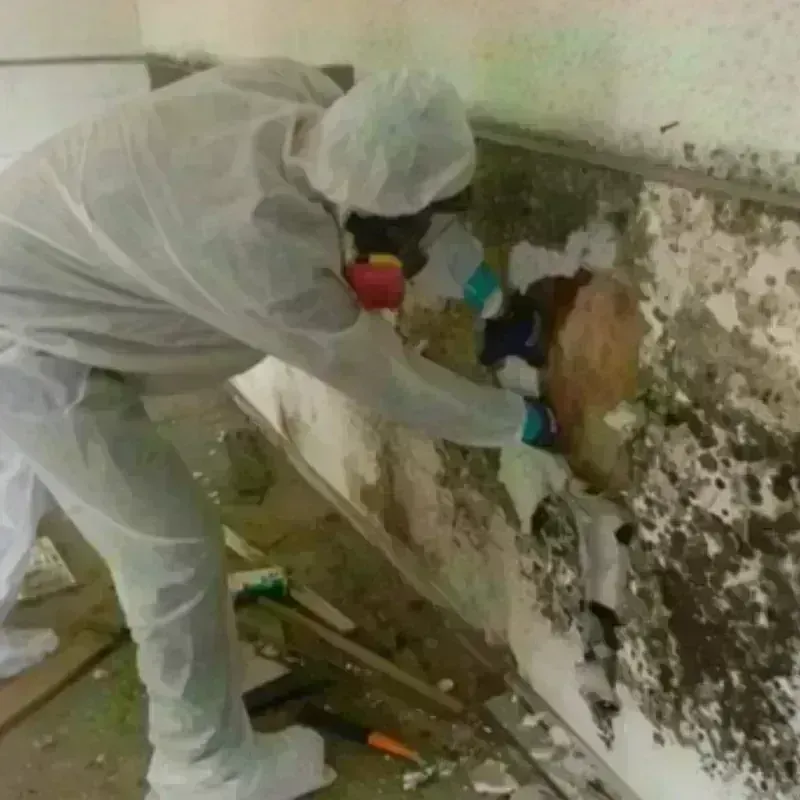 Mold Remediation and Removal in Verdi, NV